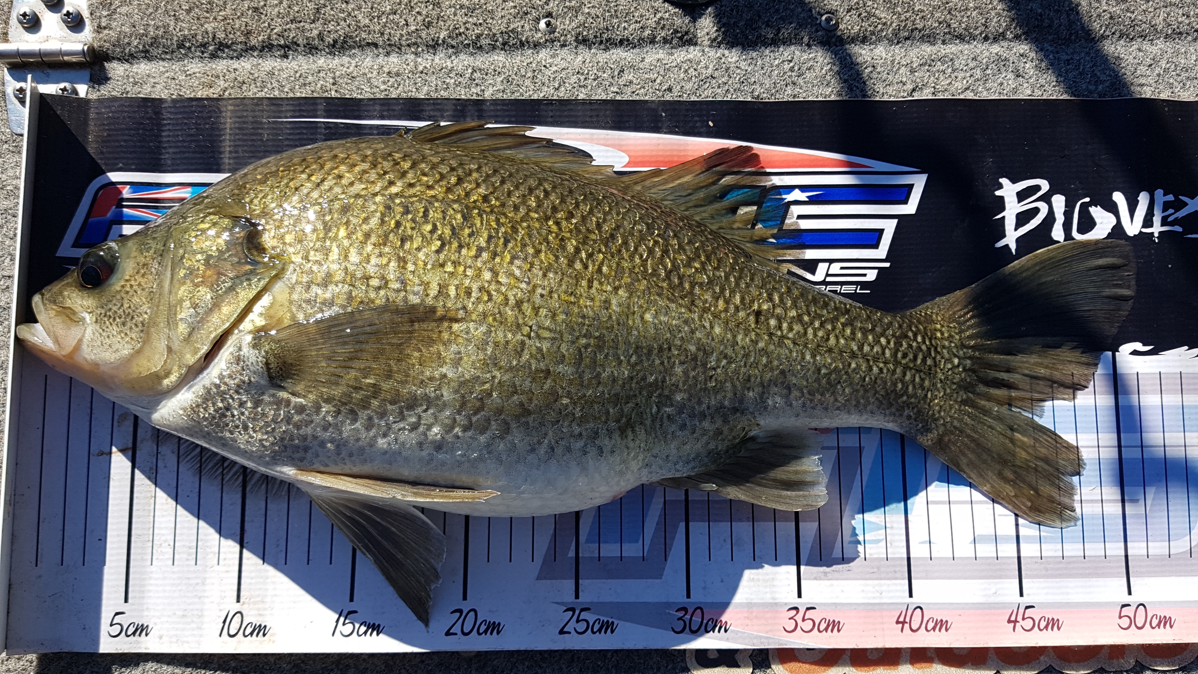 Daran Ryan's Fat 51cm Bass! Daran Ryan's Fat 51cm Bass!
