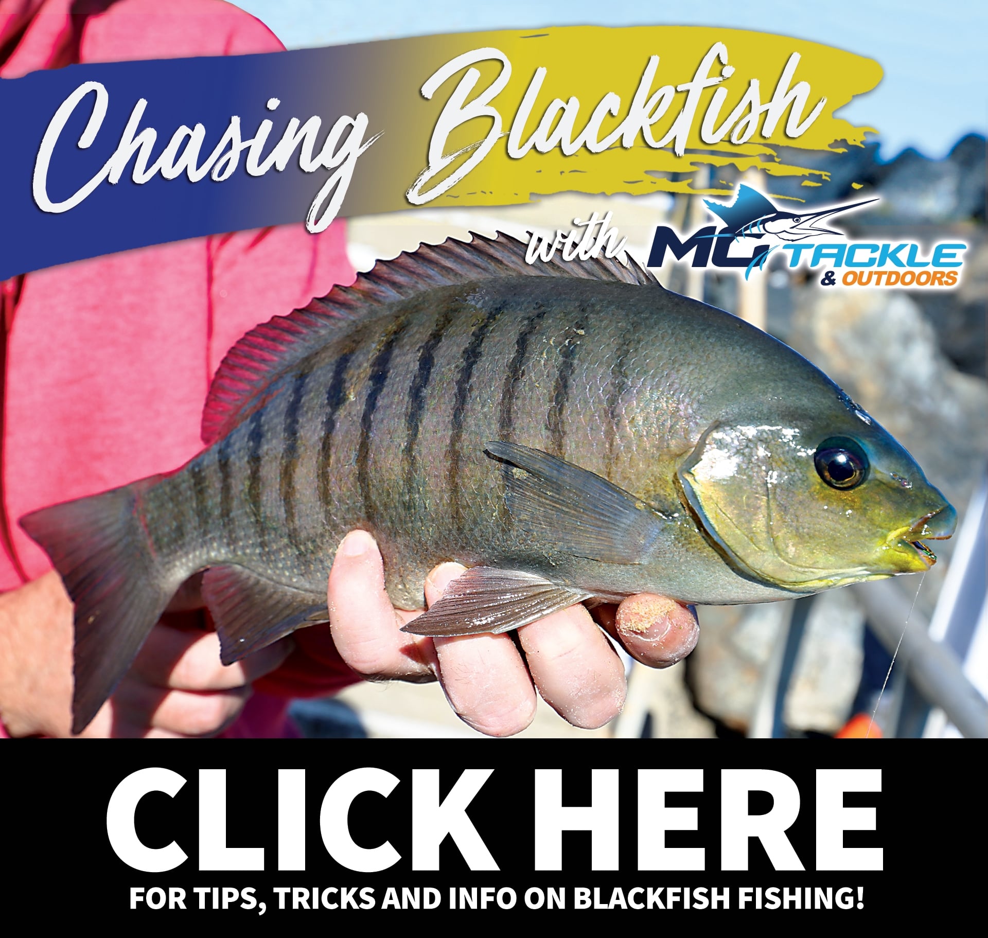 Chasing Blackfish