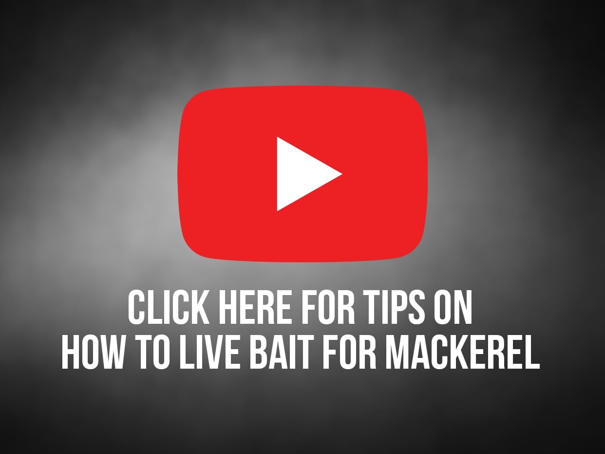 Live Baiting for Mackerel
