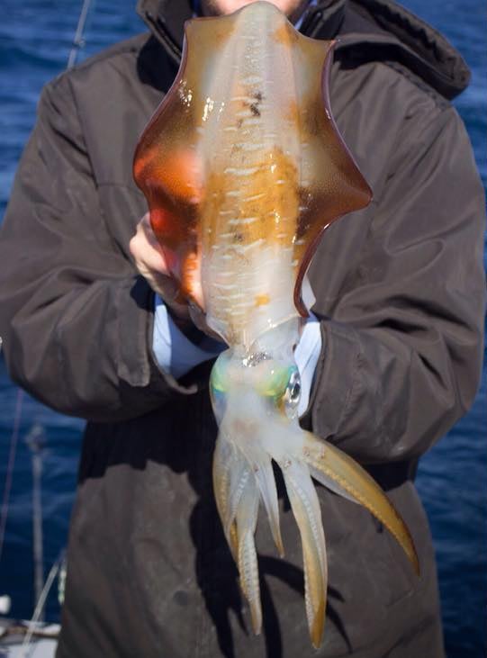 Tiger Squid